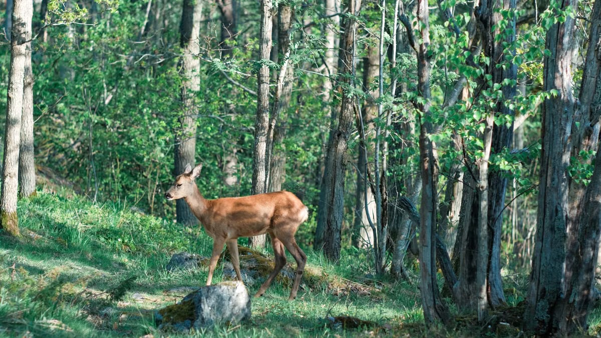 Kuidas alustada tervislikku eluviisi?